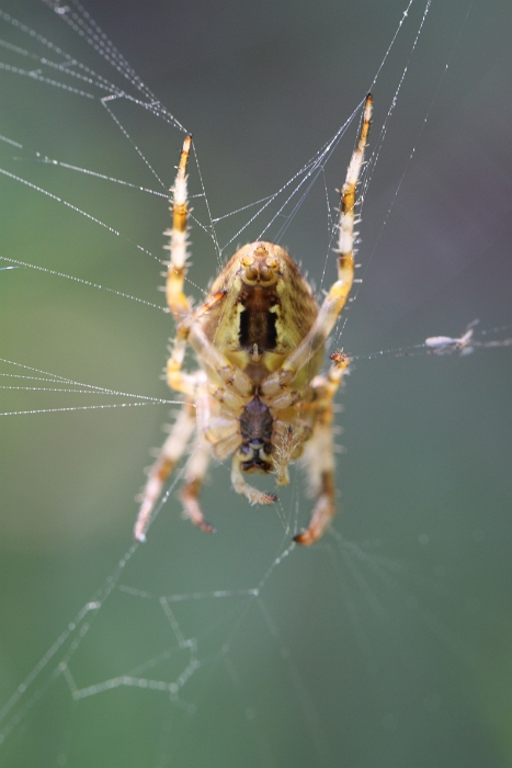 Macro chalet aout 2010 - 119